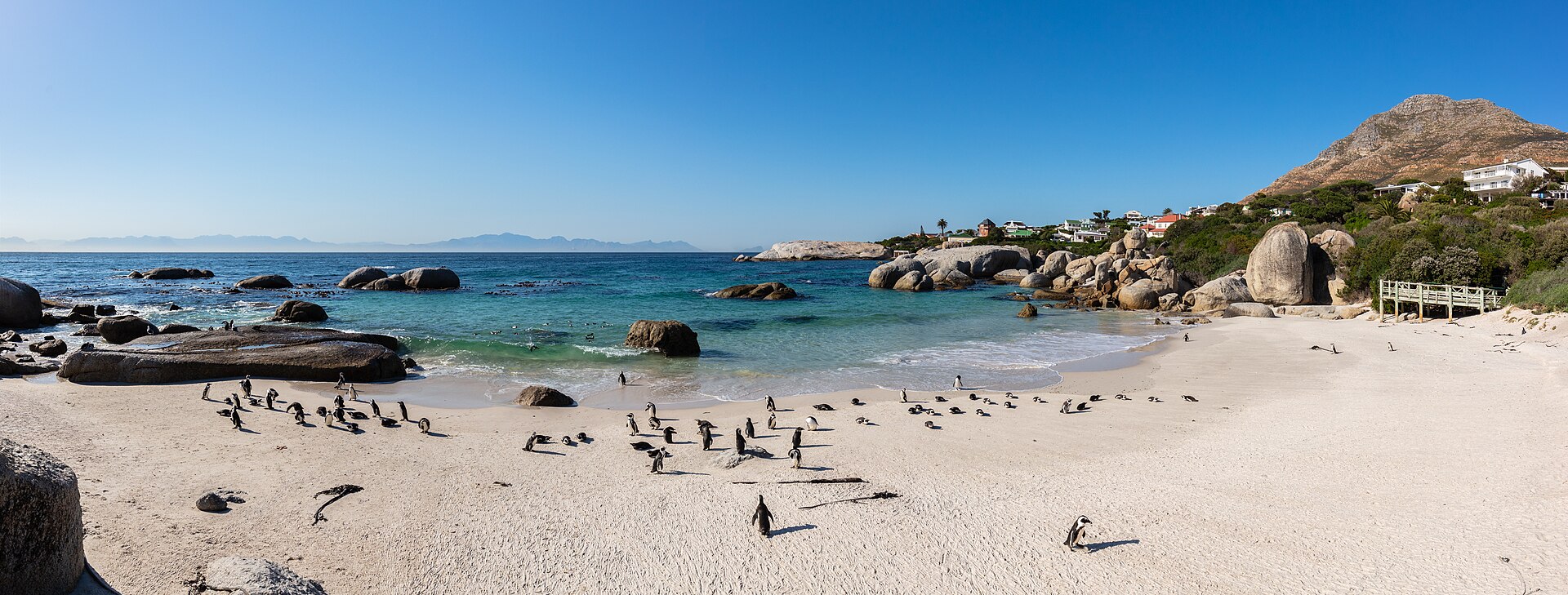 African penguins gathered at Boulders Beach