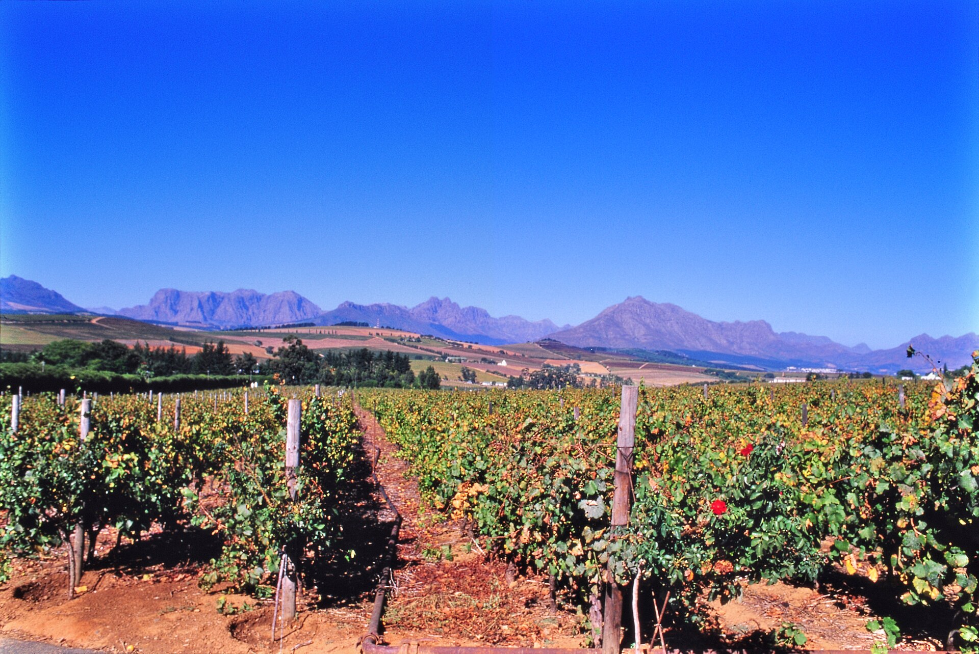 Vineyards beneath mountains in the Cape Winelands