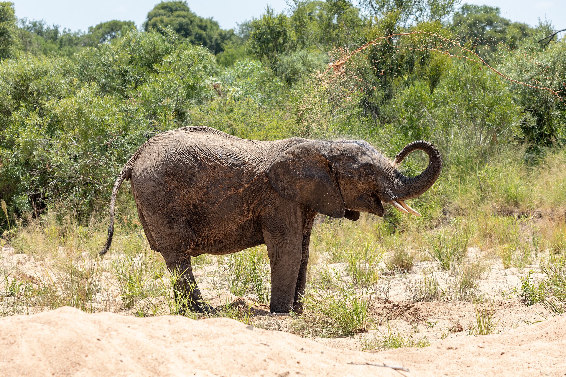 An elephant in Kruger National Park